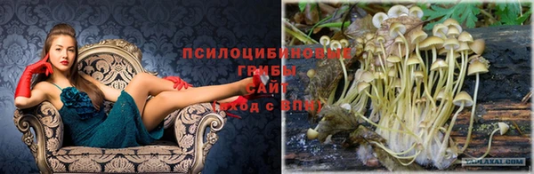 амф Аркадак